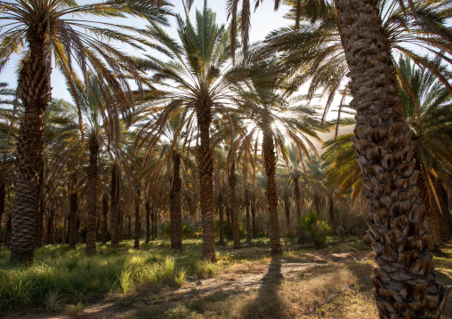 Palm trees in an oasis, Al Madinah Province, Alula, Saudi Arabia