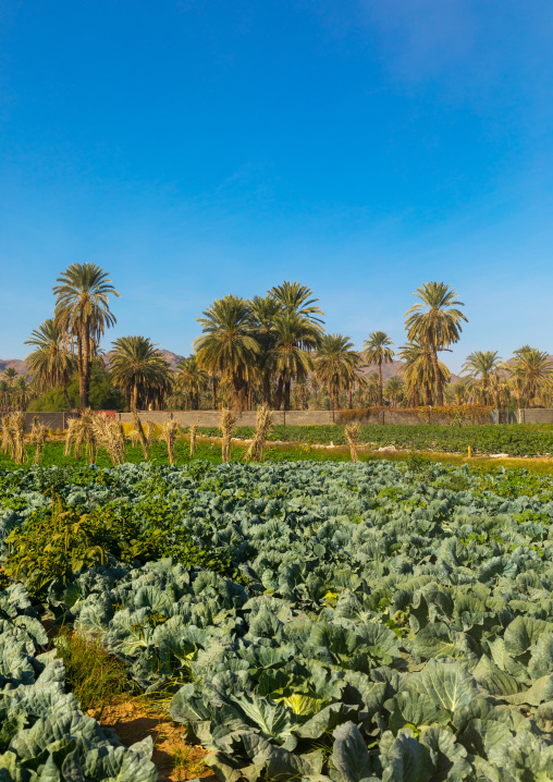 Garden and palm trees, Najran Province, Najran, Saudi Arabia