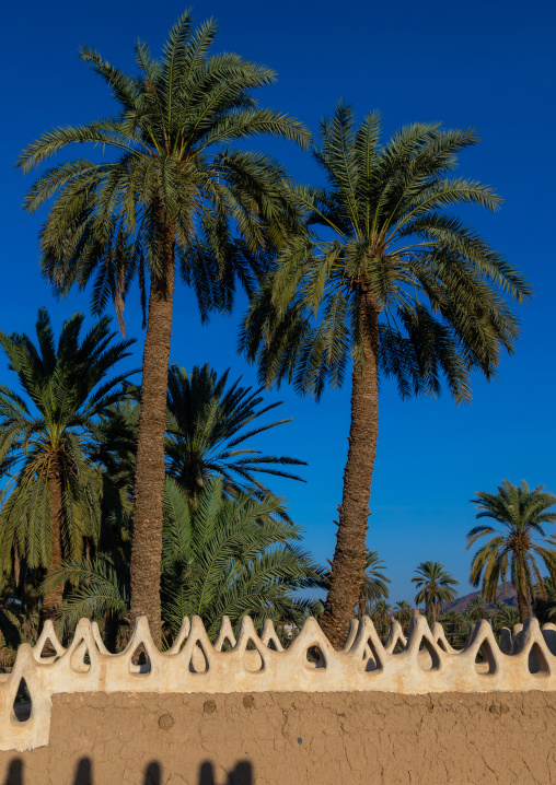 Traditional old mud houses with palm trees, Najran Province, Najran, Saudi Arabia