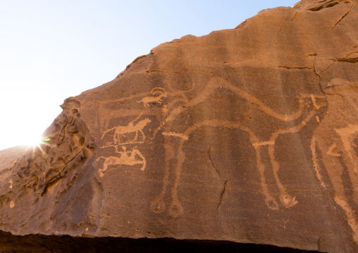 Petroglyphs of camel, Najran Province, Thar, Saudi Arabia