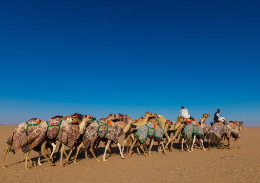 Training for camel racing in the Rub' al Khali empty quarter desert, Najran province, Hubuna, Saudi Arabia