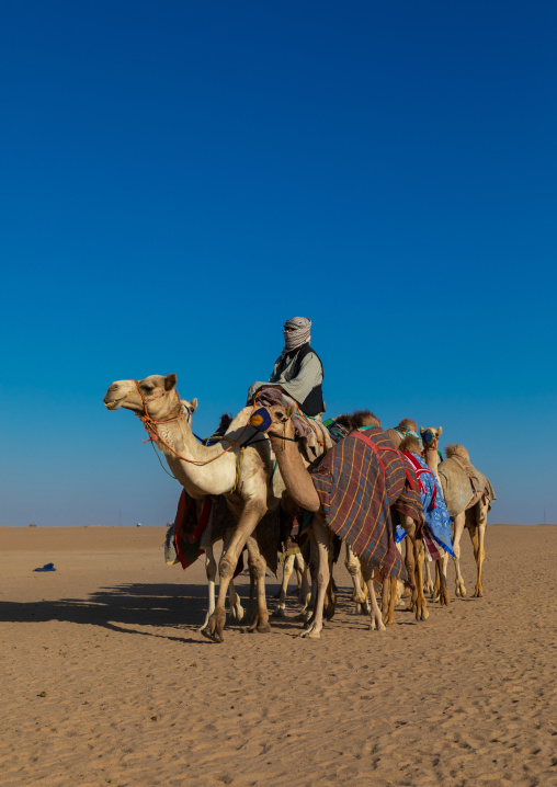 Training for camel racing in the Rub' al Khali empty quarter desert, Najran province, Hubuna, Saudi Arabia