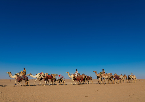 Training for camel racing in the Rub' al Khali empty quarter desert, Najran province, Hubuna, Saudi Arabia