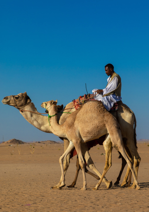 Training for camel racing in the Rub' al Khali empty quarter desert, Najran province, Hubuna, Saudi Arabia