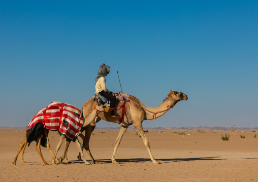 Training for camel racing in the Rub' al Khali empty quarter desert, Najran province, Hubuna, Saudi Arabia