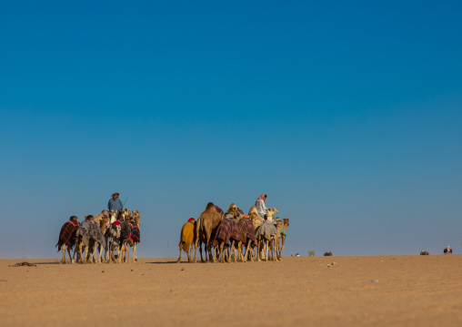 Training for camel racing in the Rub' al Khali empty quarter desert, Najran province, Hubuna, Saudi Arabia