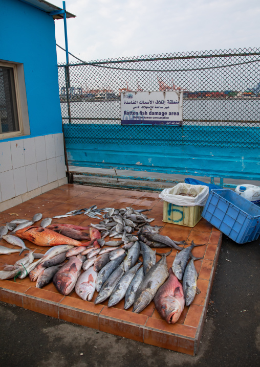 Rotten fish area in the fish market, Mecca province, Jeddah, Saudi Arabia