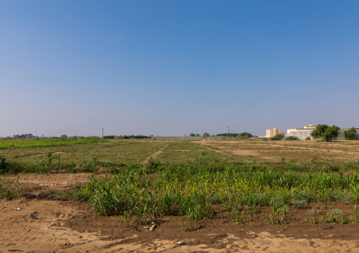 Farm in the Tihama, Jizan Province, Abu Arish, Saudi Arabia