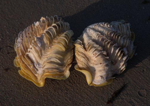 Giant clam on a beach, Red Sea, Farasan, Saudi Arabia