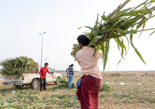 Men collecting corn and loading it in a car, Jizan Province, Sabya, Saudi Arabia