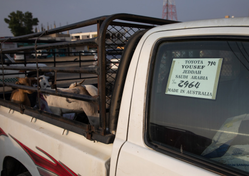 Goats in the back of a Toyota car imported from Australia, Jizan Province, Mahalah, Saudi Arabia