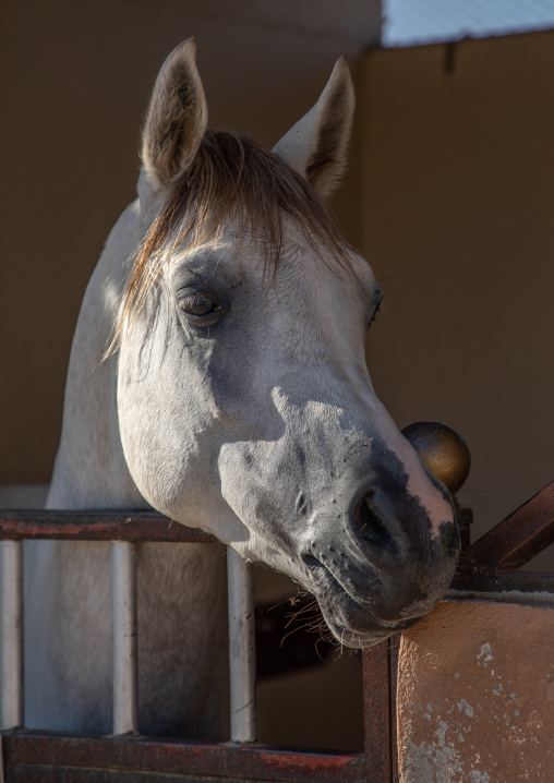 Arabian horse in its box rest in Alhazm stud, Najran Province, Khubash, Saudi Arabia