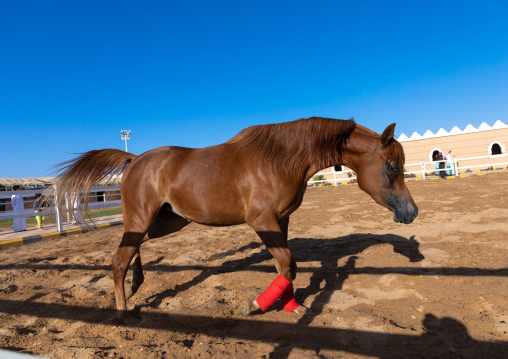 Arabian horse running in Alhazm stud, Najran Province, Khubash, Saudi Arabia