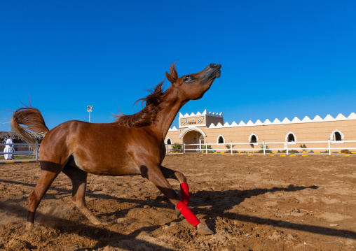 Arabian horse running in Alhazm stud, Najran Province, Khubash, Saudi Arabia