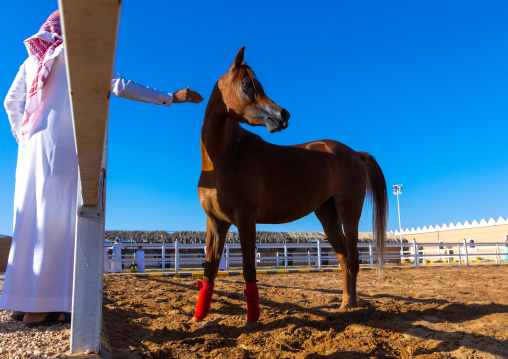 saudi man with his Arabian horse in Alhazm stud, Najran Province, Khubash, Saudi Arabia