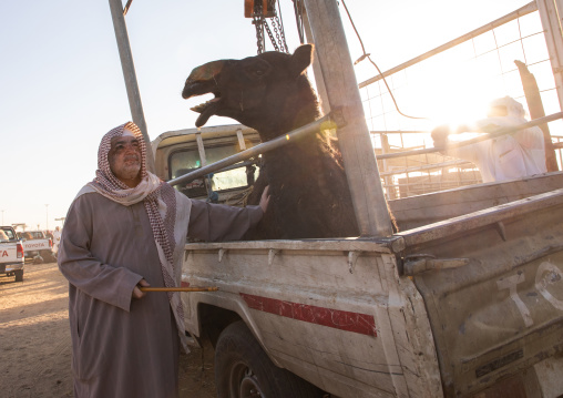 Saudi man loading a camel in a Toyota car in the camel market, Najran Province, Najran, Saudi Arabia