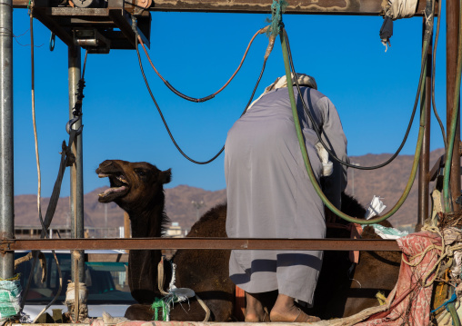 Saudi man loading a camel in a Toyota car in the camel market, Najran Province, Najran, Saudi Arabia