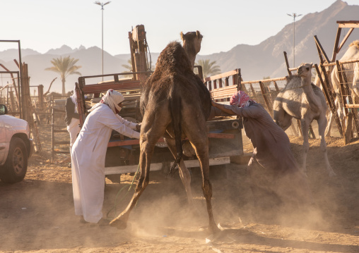 Saudi man loading a camel in a Toyota car in the camel market, Najran Province, Najran, Saudi Arabia