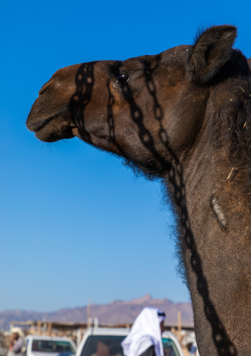 Camel head, Najran Province, Najran, Saudi Arabia