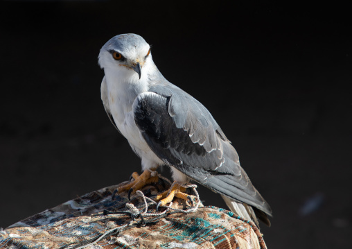 Falcon for sale in a market, Najran Province, Najran, Saudi Arabia