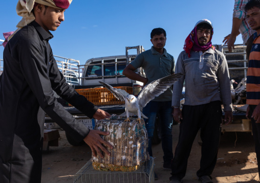 Saudi man selling a falcon in a bird market, Najran Province, Najran, Saudi Arabia