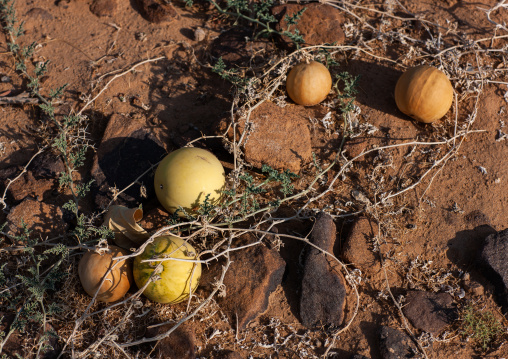 Watermelons growing on field, Najran Province, Najran, Saudi Arabia