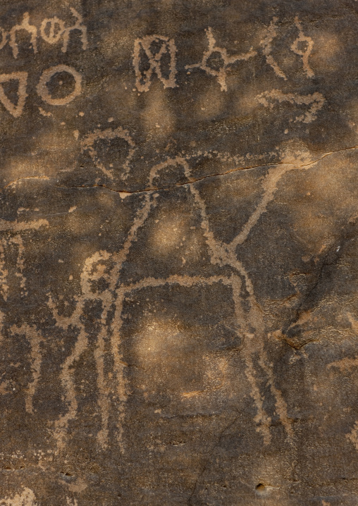 Petroglyphs on a rock depicting a camel, Najran Province, Abar Himma, Saudi Arabia