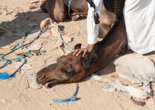 Saudi men taking care of a camel in a market, Najran Province, Najran, Saudi Arabia
