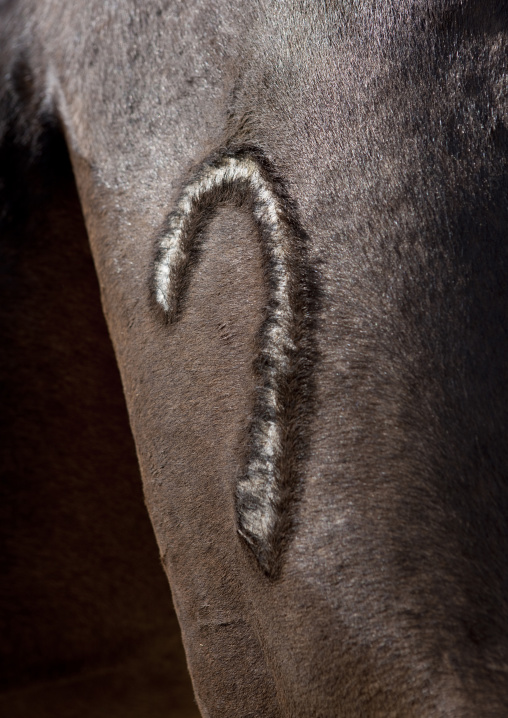 Mark on a camel leg, Najran Province, Najran, Saudi Arabia