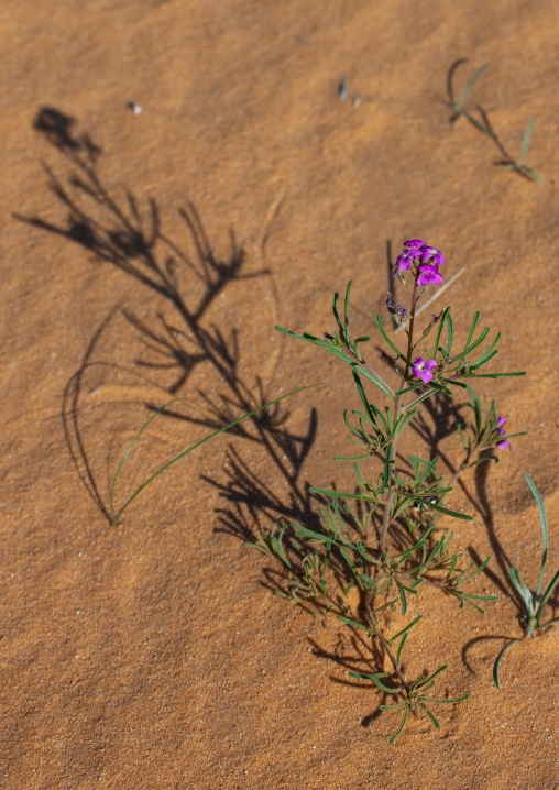 Flower in the desert, Al-Jawf Province, Qarah, Saudi Arabia