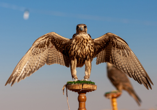 Close-up of falcons against clear sky, Al-Jawf Province, Sakaka, Saudi Arabia