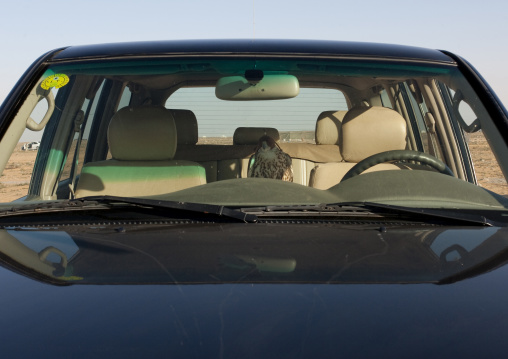 Falconry in the desert, Al-Jawf Province, Sakaka, Saudi Arabia