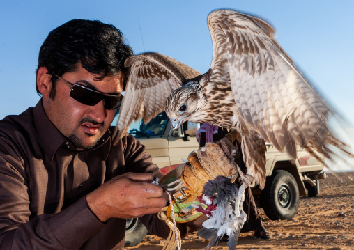 Saudi man with falcon perching on hand eating a pigeon, Al-Jawf Province, Sakaka, Saudi Arabia