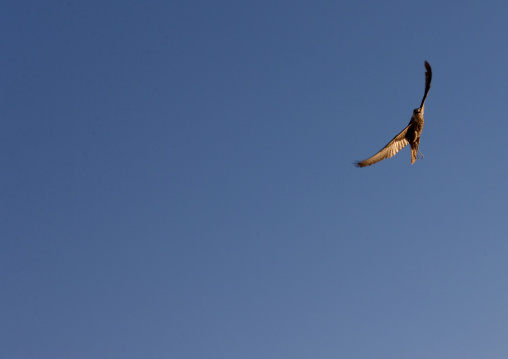 Falconry in the desert, Al-Jawf Province, Sakaka, Saudi Arabia