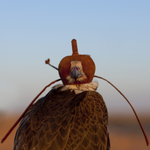 Falconr with a leather helmet, Al-Jawf Province, Sakaka, Saudi Arabia