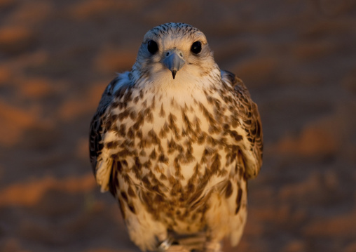 Falconry in the desert, Al-Jawf Province, Sakaka, Saudi Arabia