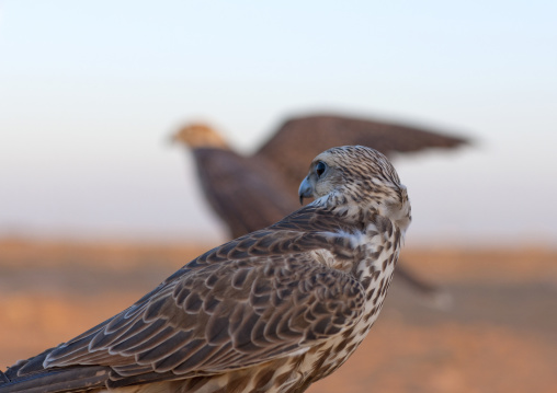 Falconry in the desert, Al-Jawf Province, Sakaka, Saudi Arabia