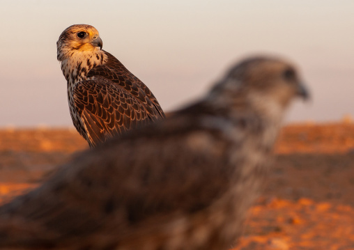 Close-up of falcons, Al-Jawf Province, Sakaka, Saudi Arabia
