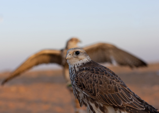 Falconry in the desert, Al-Jawf Province, Sakaka, Saudi Arabia