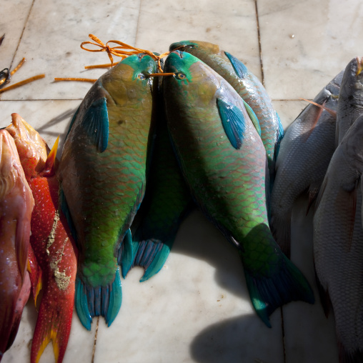 Fish market, Mecca province, Jeddah, Saudi Arabia