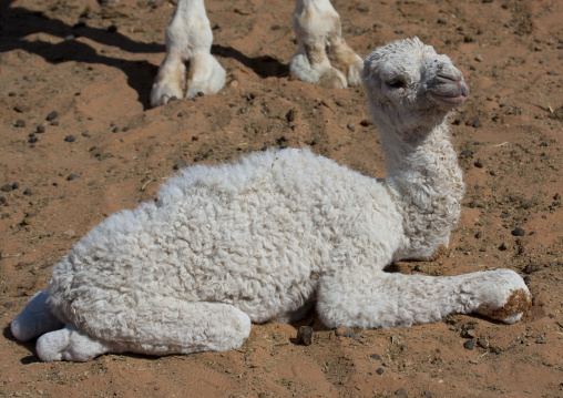 Baby camel, Riyadh Province, Riyadh, Saudi Arabia