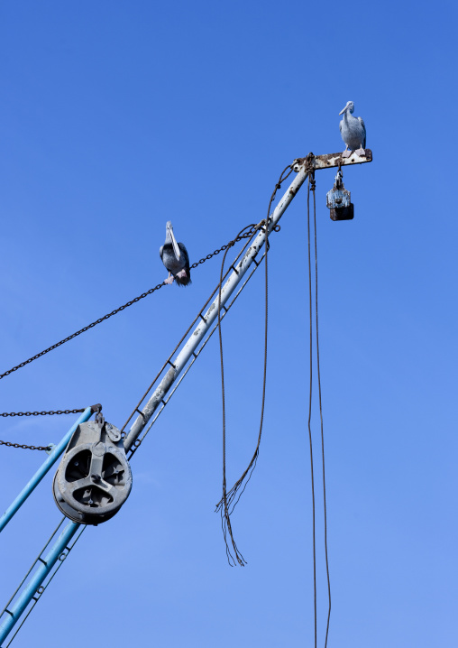 Birds in the port, Jizan Province, Jizan, Saudi Arabia