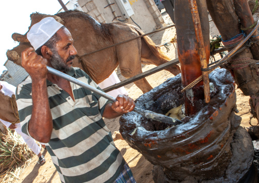 Sesam oil factory, Jizan Region, Jizan, Saudi Arabia