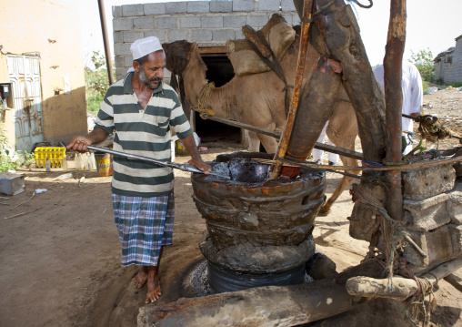 Sesam oil mill with a camel, Jizan province, Jizan, Saudi Arabia