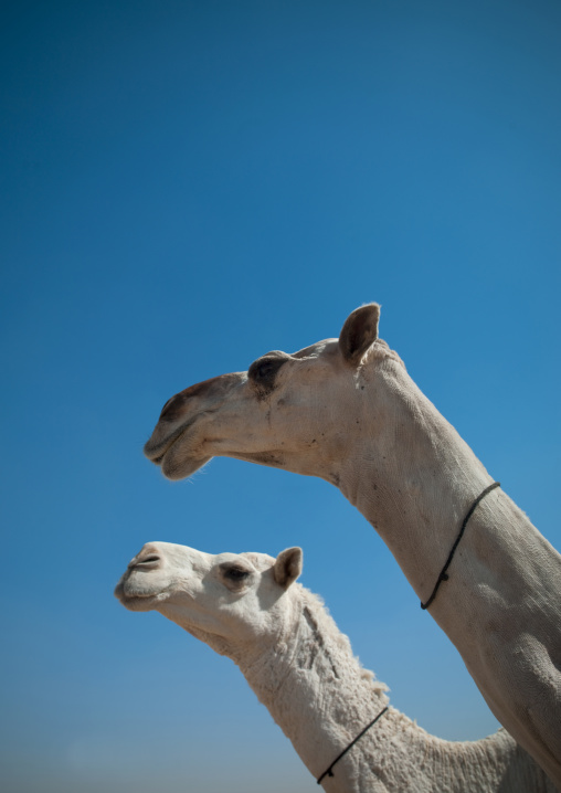 Camels in the market, Riyadh Province, Riyadh, Saudi Arabia