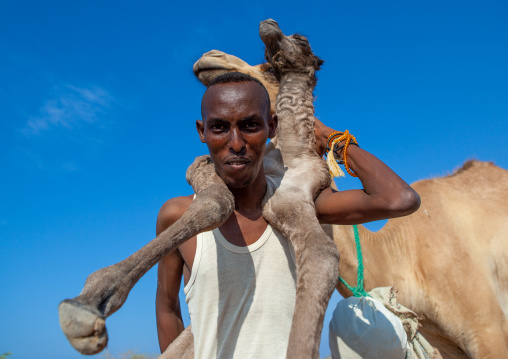 A somali man is holding a new born baby camel on his back, Awdal region, Lughaya, Somaliland