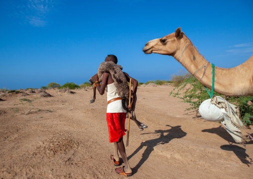 A somali man is holding a new born baby camel on his back, Awdal region, Lughaya, Somaliland