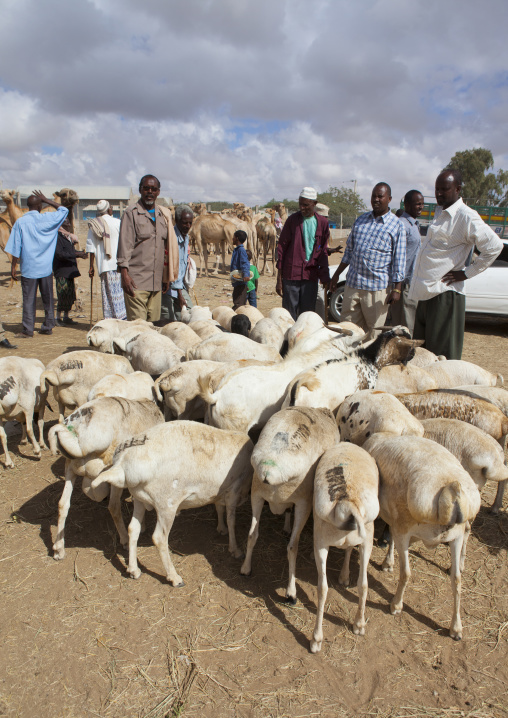 A Flock Of Goats In The Livestock Market, Hargeisa, Somaliland