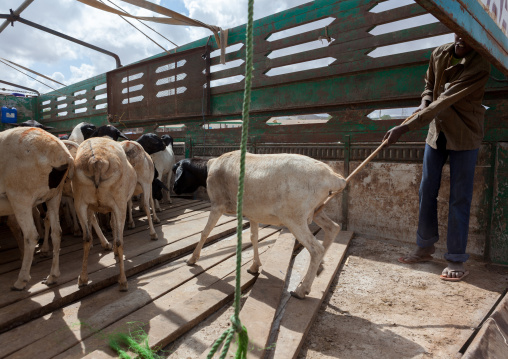 Man on a market loading sheeps in a truck, Woqooyi Galbeed region, Hargeisa, Somaliland