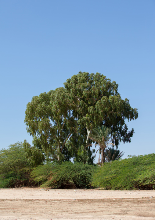 Trees over a dry river, Woqooyi Galbeed region, Hargeisa, Somaliland
